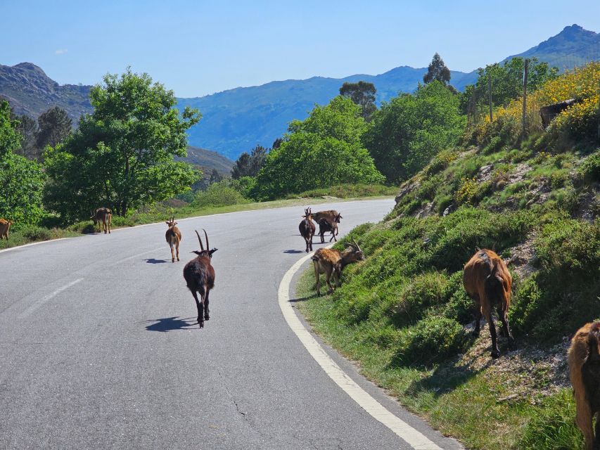 From Braga: Full-Day Tour in Gerês National Park - Reservation