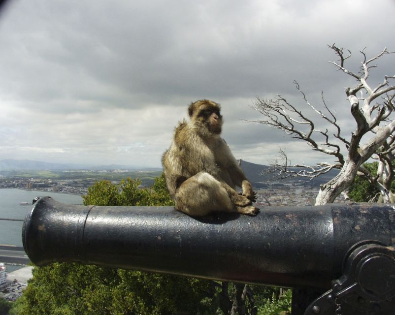 From Cadiz: Gibraltar Private Full-Day Trip - Transportation and Accessibility
