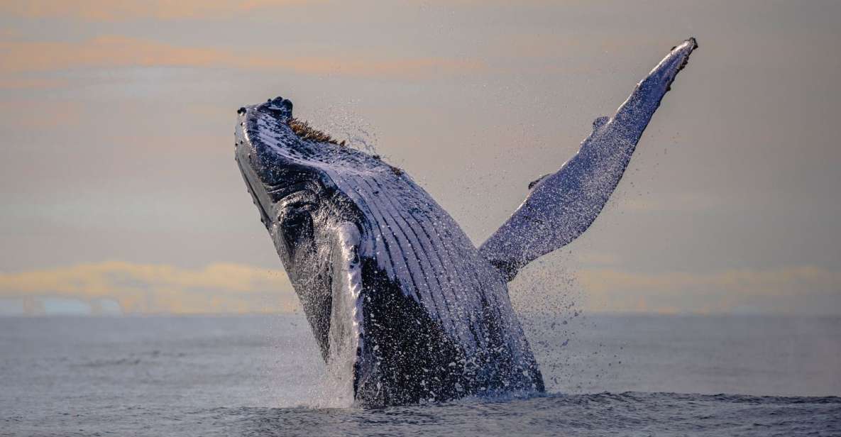 From Cali: Whale Watching Day Trip in Buenaventura - Pricing and Booking Details
