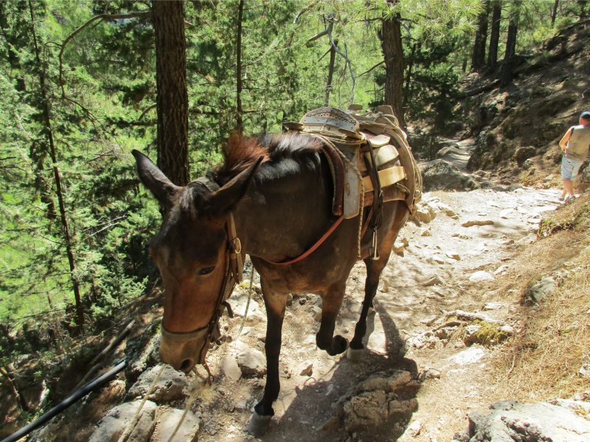 From Chania: Full-Day Samaria Gorge Trek Excursion - Inclusions and Additional Costs