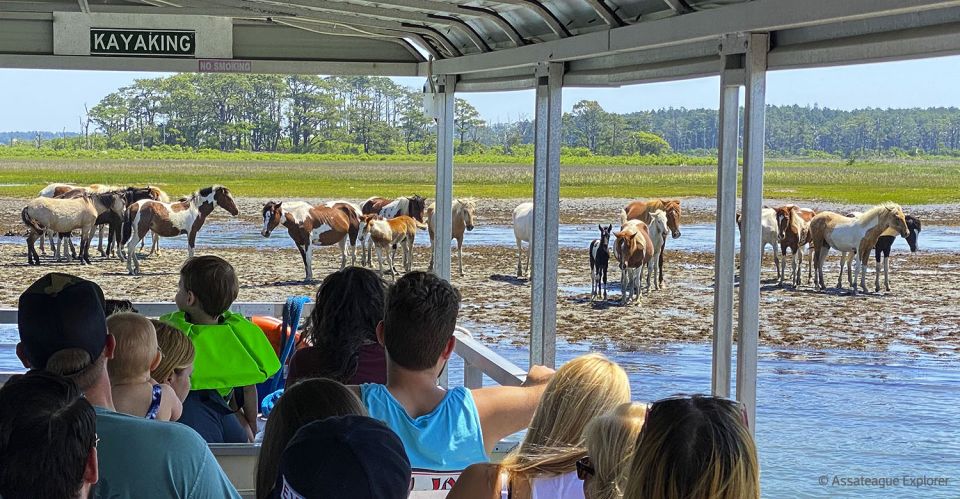 From Chincoteague Island: Assateague Island Boat Tour - History of the Islands