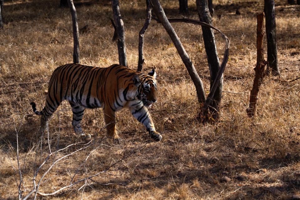 From Delhi: 5 Day Golden Triangle & Ranthambore Tiger Safari - Iconic Golden Triangle Monuments