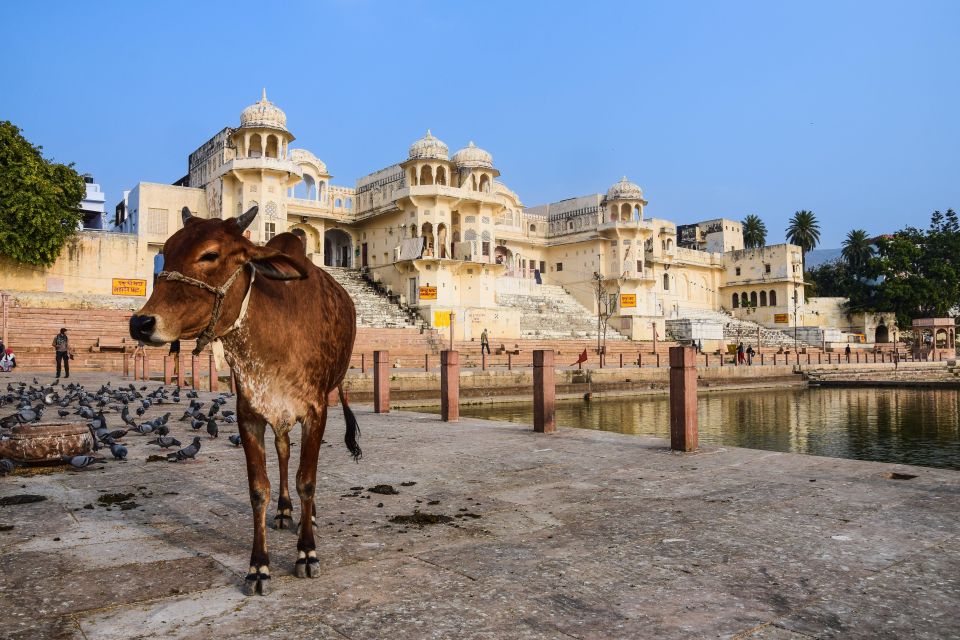 From Delhi: Full Day Jaipur City Guided Tour With Lunch - Transportation and Accessibility