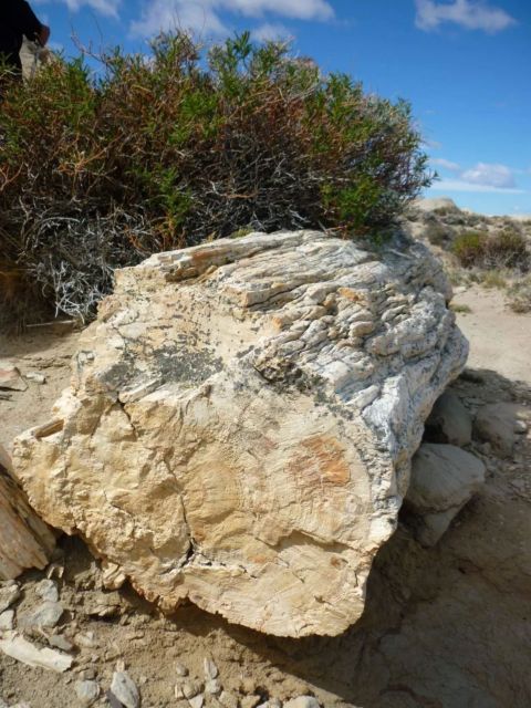 From El Calafate: La Leona Petrified Forest Day Trip - Activities and Experiences