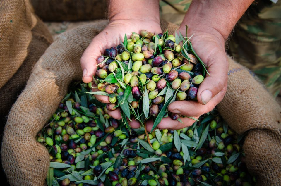 From Faro: Private Olive Oil Mill Tour With Tasting & Lunch - Cancellation Policy and Booking Process