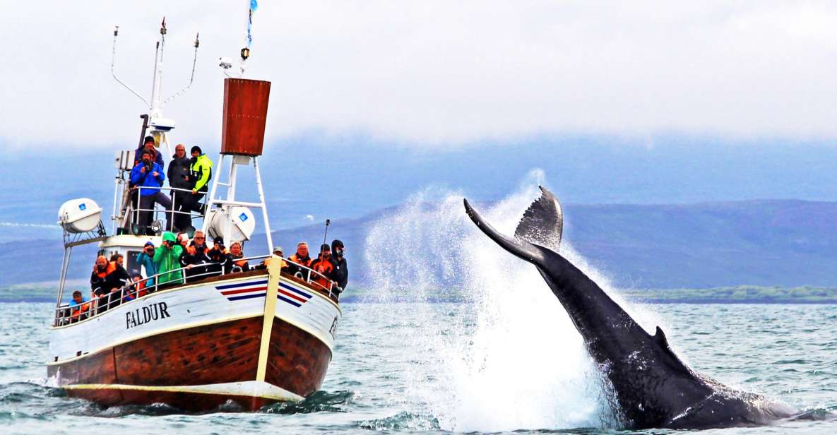 From Húsavík: Traditional Whale Watching Tour - Itinerary Highlights