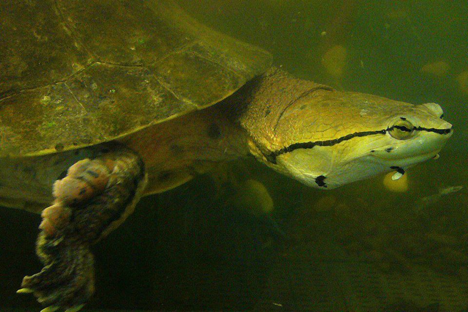 From Iguazú: Excursion to the Iguazú Biocenter - Experience Highlights