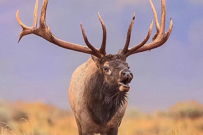From Jackson: Full-Day Grand Teton Wildlife and Scenery Tour With Lunch - Pickup Locations and Schedule