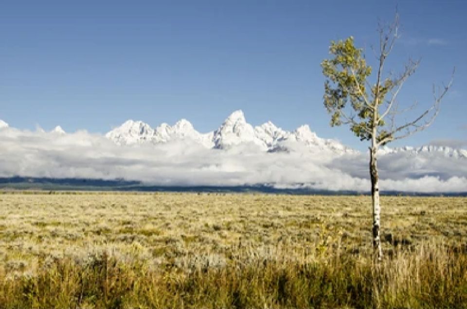 From Jackson: Grand Teton Wildlife & Scenery Tour With Lunch - Tour Highlights