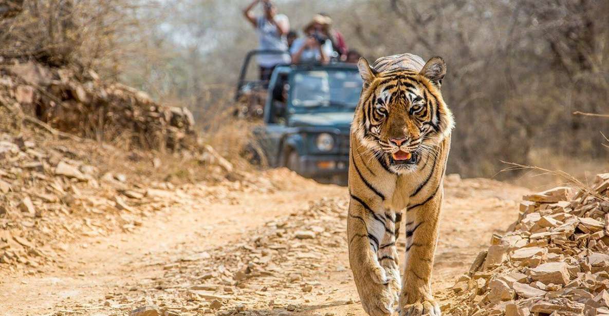 From Jaipur: Ranthambore Tiger Safari One Day Trip - Safari Experience