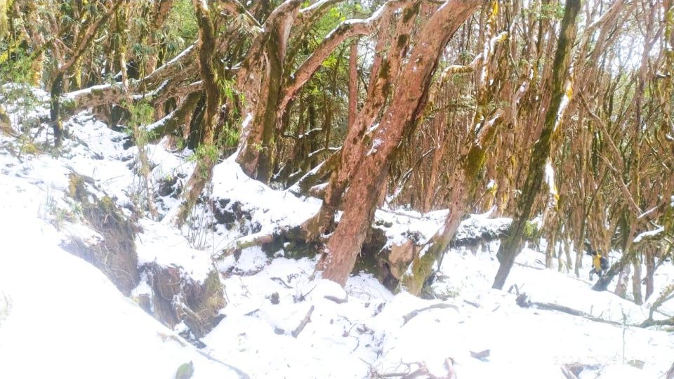 From Kathmandu :Budget 7 Night 8 Days Mardi Himal Trek - Detailed Itinerary