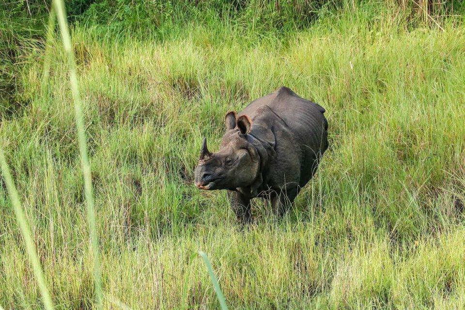 From Kathmandu or Pokhara: 3 Nights Chitwan Jungle Safari - Transportation Options