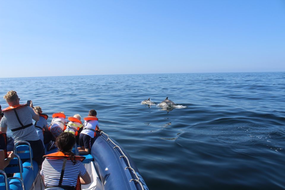 From Lagos: Dolphin Watching Boat Trip - Dolphin Encounters