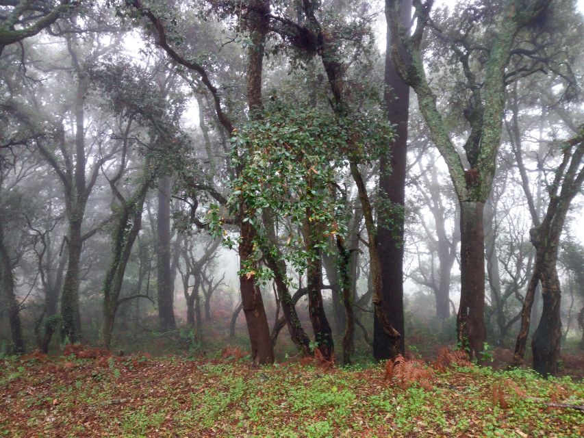 From Lagos: Monchique Guided Forest Walk W/Medronho Tasting - Included Experiences