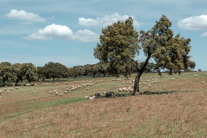 From Lisbon to Alentejo: Évora and Megaliths Full-Day Tour - Meeting and Pickup Details