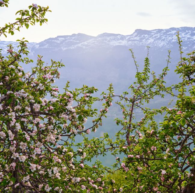 From Lofthus: Hardangerfjord Sightseeing Cruise - Booking Process