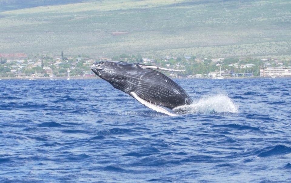 From Maalaea: Whale Watching Catamaran Cruise With Drinks - Included