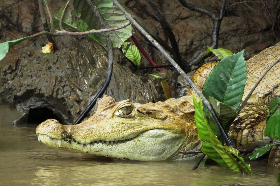 From Madre De Dios ||Night Trekking in the Amazon Rainforest - Unique Wildlife Encounters