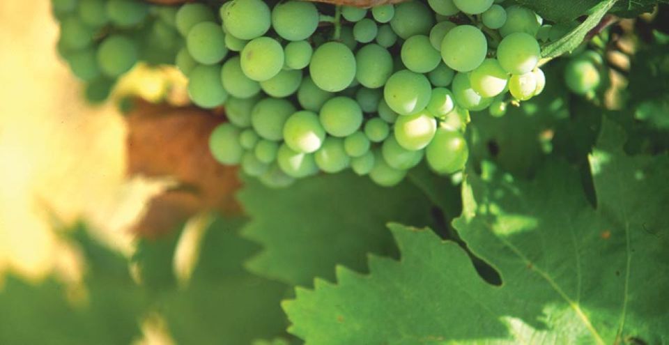 From Marbella: Axarquia Wine Tour With Wine Pairing Lunch - Experience Highlights