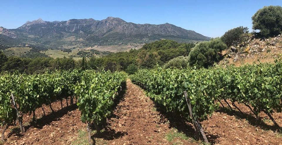 From Marbella: The Classic Ronda Wine Experience Day Tour - Winery Experiences