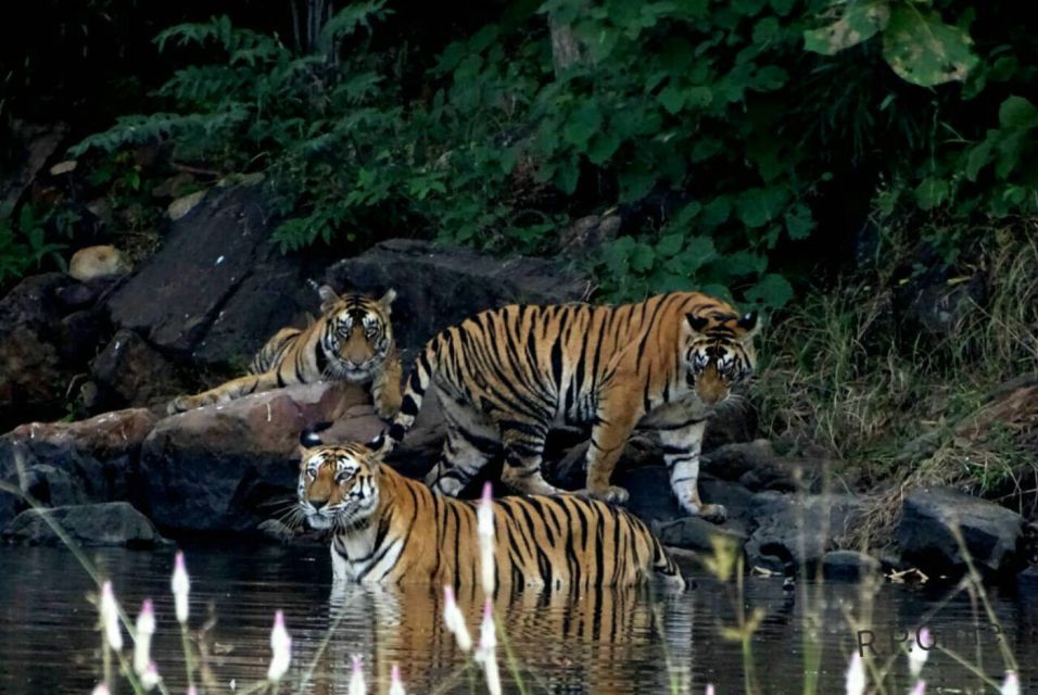 From Nagpur: Pench Wildlife Private Tour With Accommodation - Itinerary Highlights