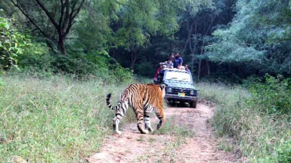 From New Delhi: 3-Day Sariska Tiger Reserve Private Tour - Day 1 Itinerary