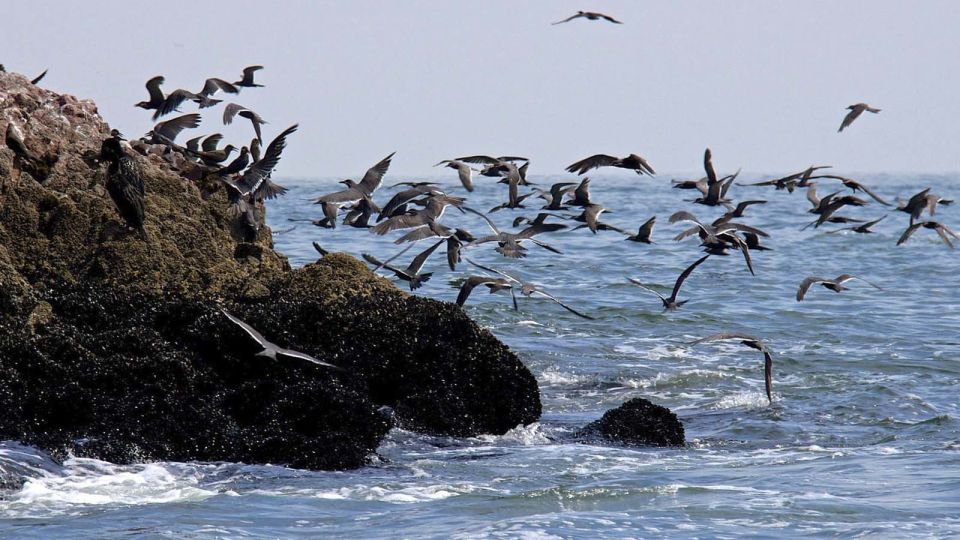 From Paracas: Ballestas Island Boat Tour With Entrances - Candelabra Geoglyph Experience