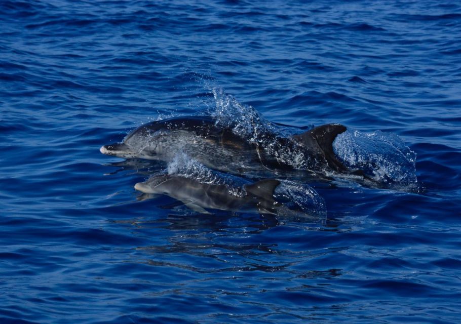 From Porto Moniz: Whale and Dolphin Watching Tour in Madeira - Important Information