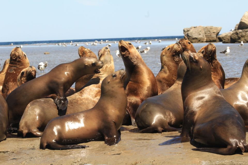 From Puerto Madryn: City and Punta Loma Tour - Inclusions of the Tour