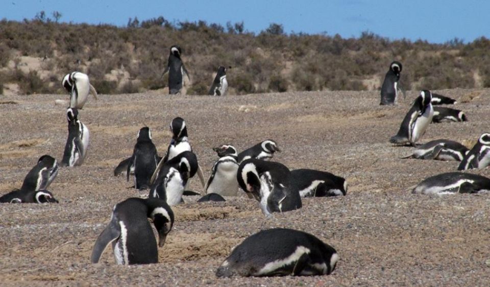 From Puerto Madryn: Penguin Tour & Valdés Peninsula Day Trip - Whats Included