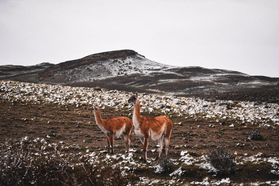 From Puerto Natales: Torres Del Paine Tour With Transfer - Wildlife and Scenic Views