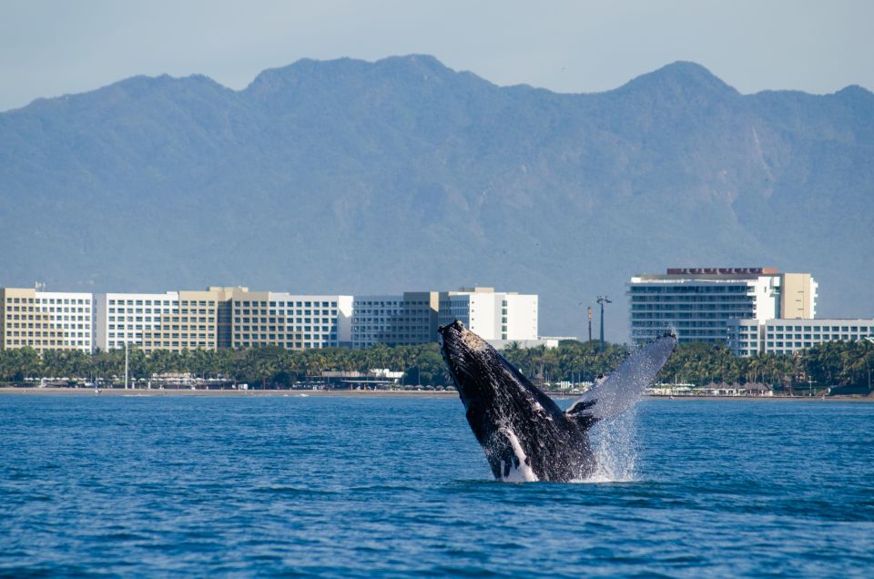 From Puerto Vallarta/Nuevo Vallarta: Whale Watching Cruise - Onboard Experiences