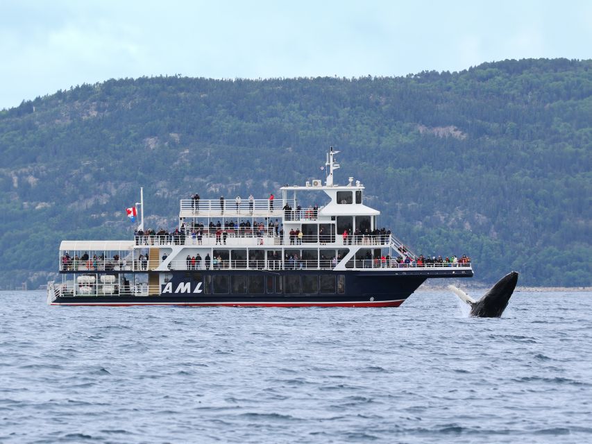 From Quebec City: Whale Watching Excursion Full-Day Trip - Whale Species to Observe