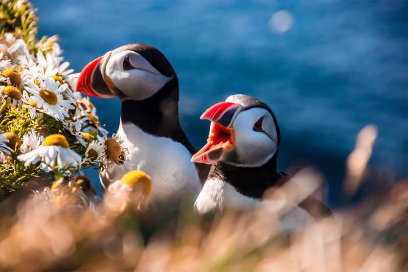 From Reykjavik: Vestmannaeyjar Islands, Puffins &Volcanoes - Itinerary and Activities