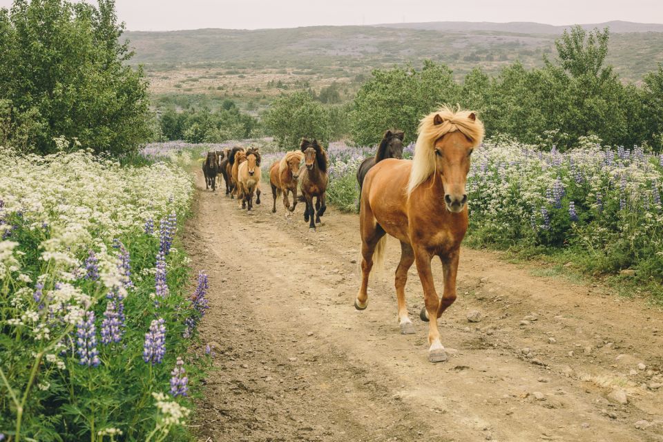 From Reykjavik: Viking Horseback Tour in Hafnarfjordur - Riding Experience Details