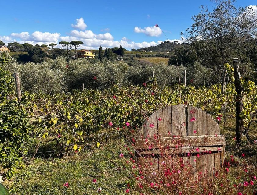 From Rome: Half-Day Frascati Wine Tour With Farmhouse Lunch - Transportation Options