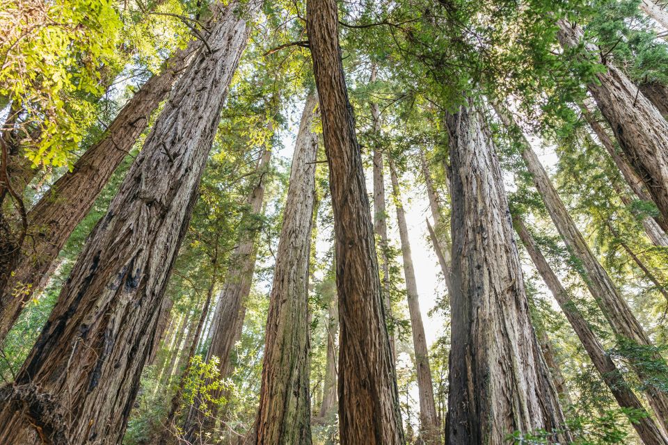 From San Francisco: Muir Woods National Monument Guided Tour - Highlights of the Experience