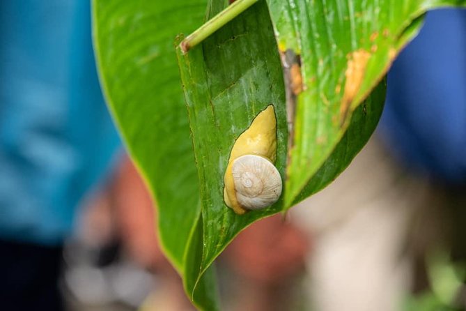 From San Juan: El Yunque Rainforest Hiking Adventure - Activity Details