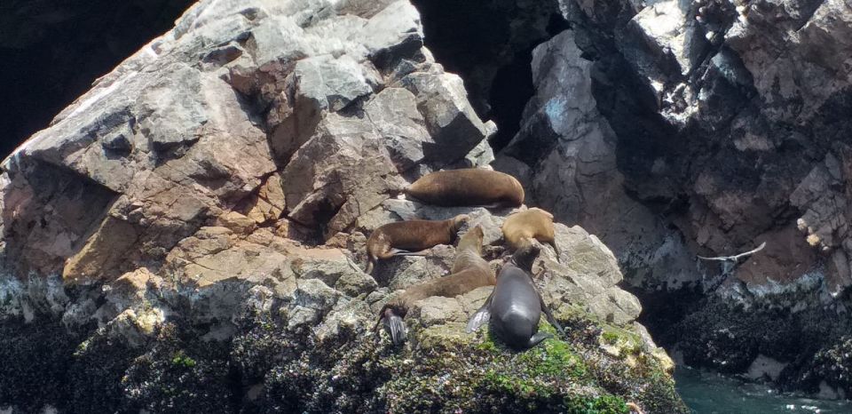 From San Martin: Ballestas Islands and Paracas Reserve - Inclusions and Amenities