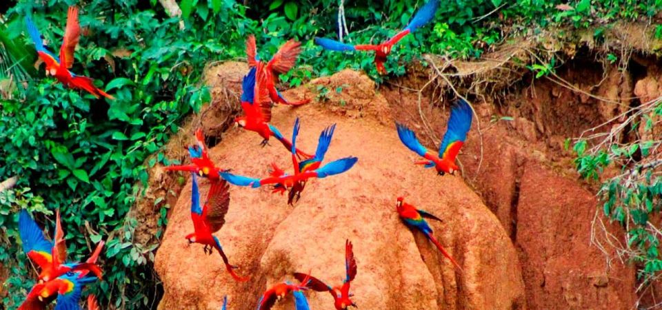 From Tambopata: Parrots and Macaws Clay Lick - Location and Environment