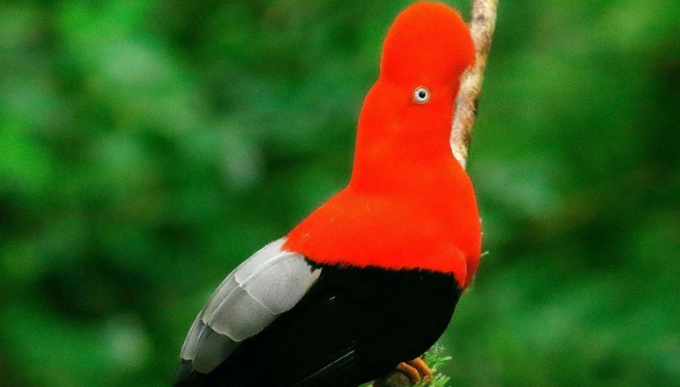 From Tambopata Photography Tour - 8 Days - Lake Sandoval Exploration