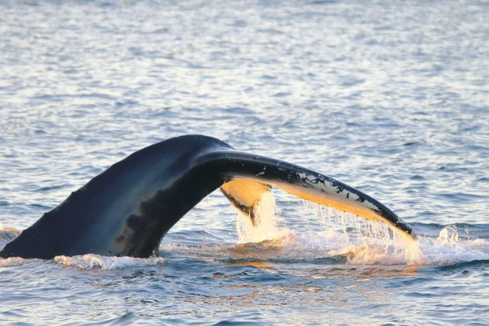 From Tromsø: All-Inclusive Whale and Sea Bird Boat Cruise - Onboard Comfort and Amenities