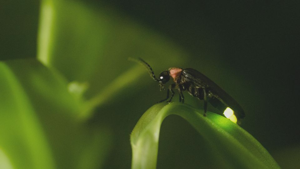 From Ubud: Evening Firefly Tour in Taro Village - Inclusions