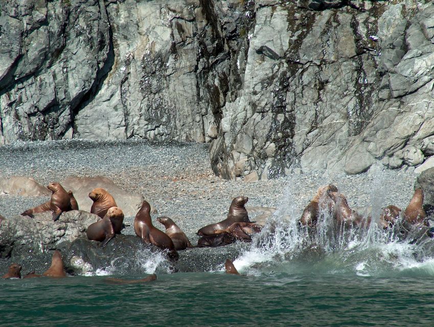 From Valdez: 7.5-hour Meares Glacier & Wildlife Cruise - Cruise Highlights