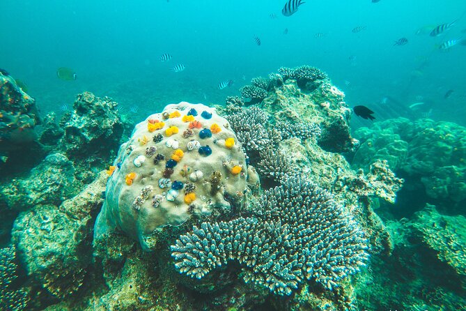 Full-Day Cruise of Koh Nang Yuan and Koh Tao From Koh Samui - Health and Safety Guidelines