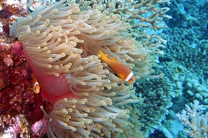 Full-Day Culebra and Flamenco Beach Snorkel Tour From San Juan - Health and Safety Guidelines