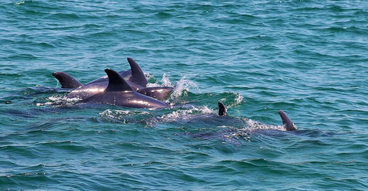 Full-Day Dolphin Watching Tour From Lisbon - Boat Cruise and Dolphin Watching