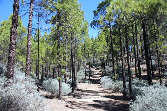 Full Day Hiking Gran Canaria Peaks of Gran Canaria - Meeting and Pickup