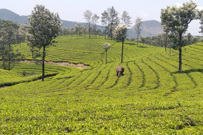 Full Day in Hiking in Munnar (By Munnar Info) - Meeting and Pickup Locations