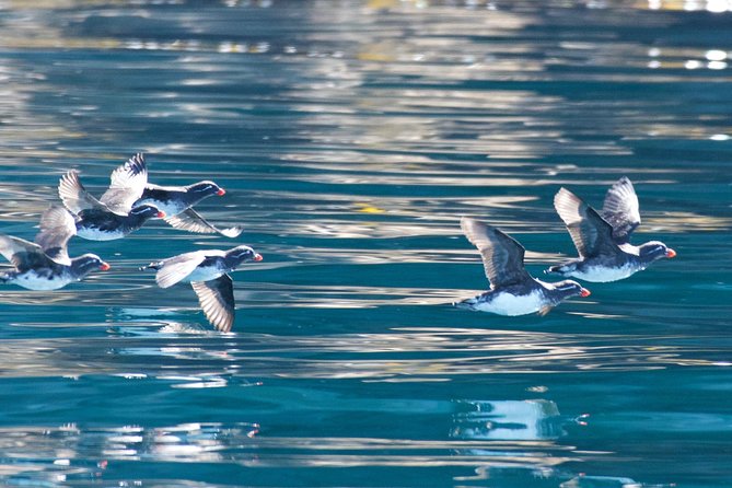 Full-Day Kenai Fjords National Park Northwestern Cruise - Itinerary Details